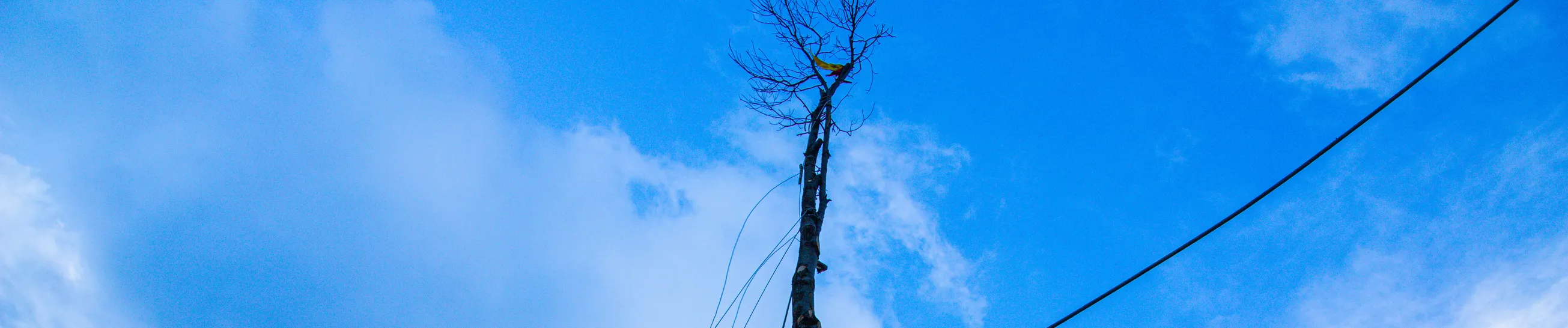 Il Maio di Baiano alzato contro il cielo, tenuto dalle funi